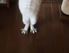 なんの変哲もない猫、と思いきや…　不思議な姿に「天然記念物になりそう」「ペンギンにも見える」