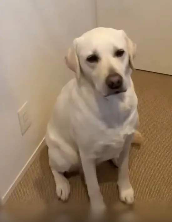 飼い主さんを見つめる犬