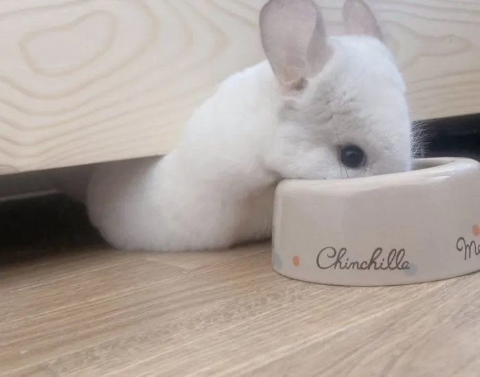 首を伸ばしてごはんを食べるチンチラ