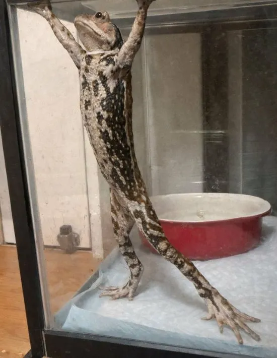 ケースの天井に手が届くほど伸び上がるニホンヒキガエル