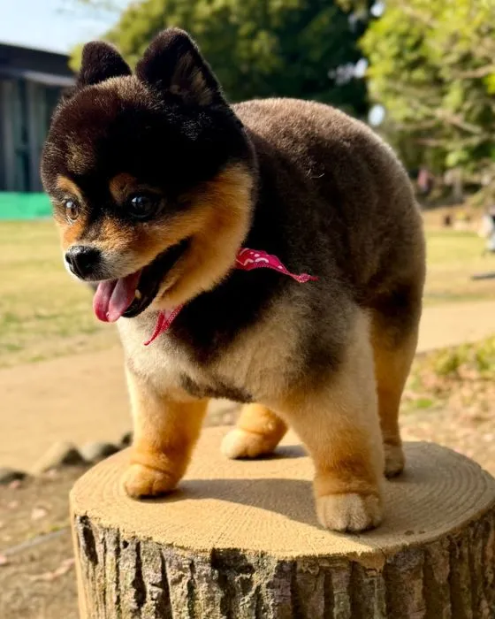 美しくトリミングされたポメラニアンのたろ吉ちゃん