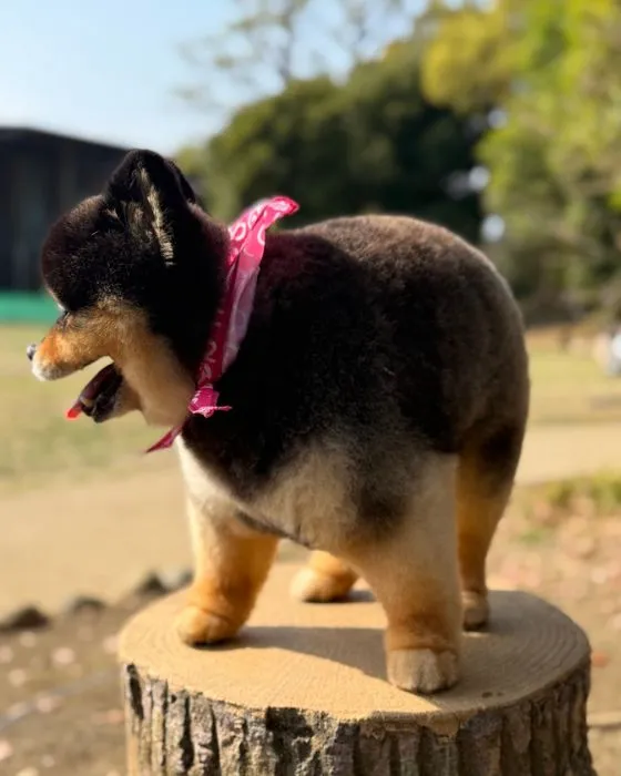 サイドから見たたろ吉ちゃん