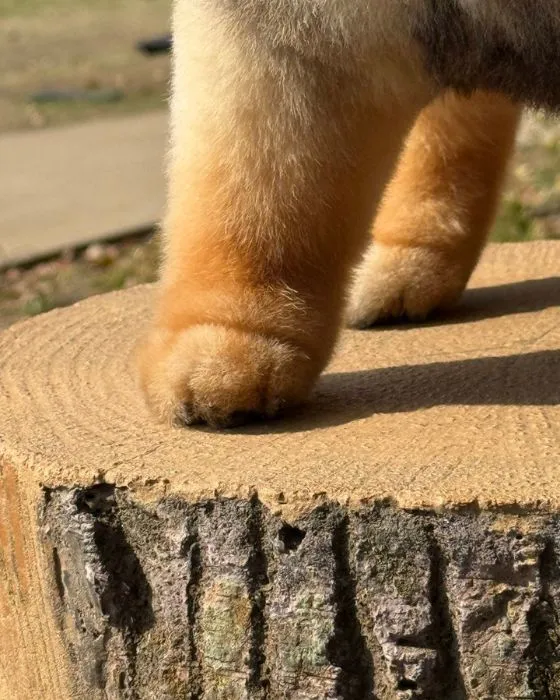 足の丸みが美しいたろ吉ちゃん