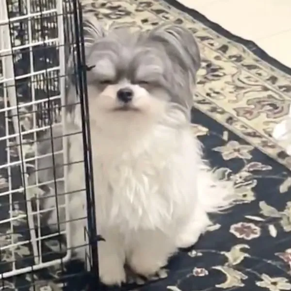 薄目でごまかそうとする愛犬