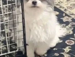 説教中の犬の様子がおかしい　表情をよく見てみると…「うちの犬も同じことする」