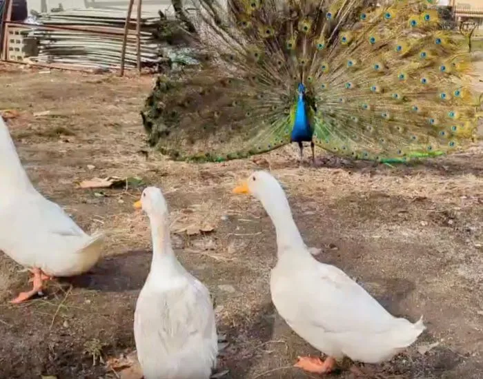 クジャクに威嚇されて左側に移動する3羽のアヒル