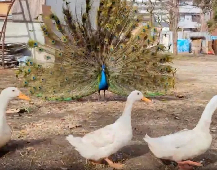 すぐさまUターンして右側に移動する3羽のアヒル