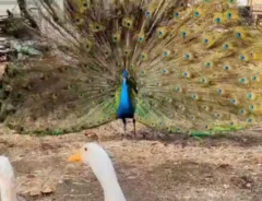 羽を広げたクジャクに遭遇した3羽のアヒル　焦る姿に「生きた四字熟語」「申し訳ないが笑う」