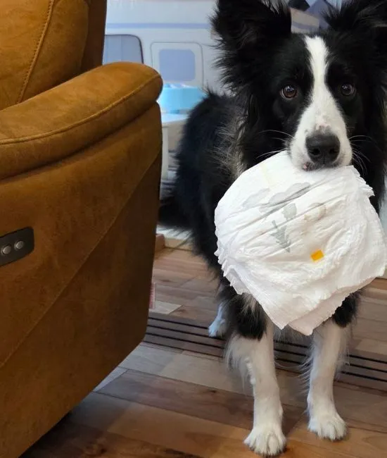 おむつを加えている犬