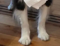 子供のおむつ替えをする飼い主　愛犬が背後に現れ？「お利口さん」「うちの犬にも見せたい」