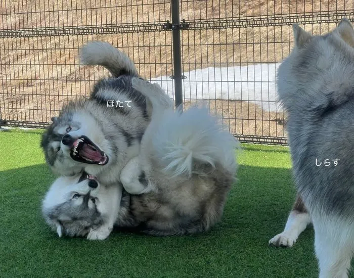 激しい表情で遊ぶ犬と驚く犬
