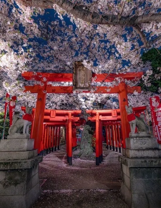 夜桜と鳥居が幻想的に並ぶ神社の風景