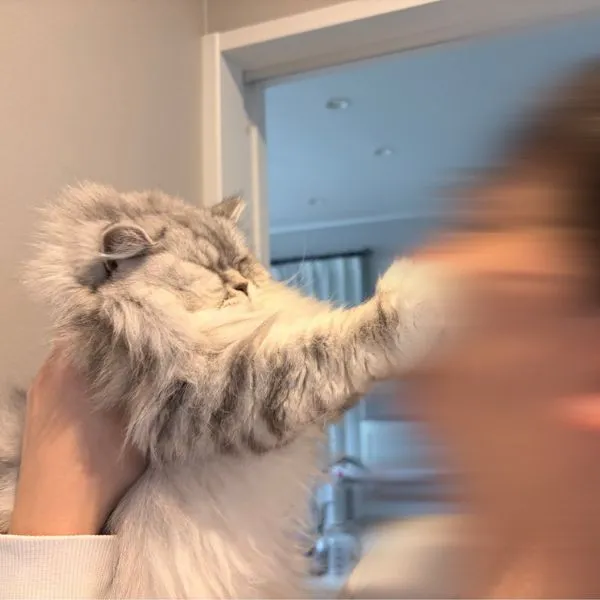 顔を跳ねのけるこゆきちゃん