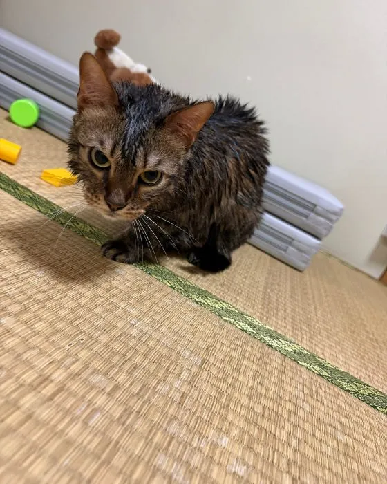 怒り顔のにぼしくん