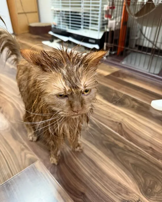 イカ耳で怒るからしくん