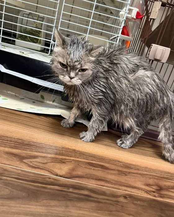 一番納得いかない顔のいわしくん