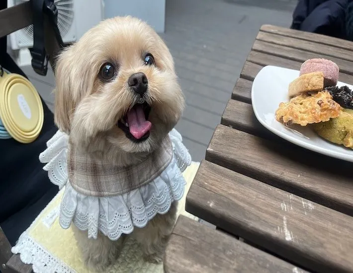 クッキーの前で笑顔のがんもくん