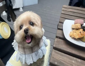 クッキーをじっと見つめるがんもくん