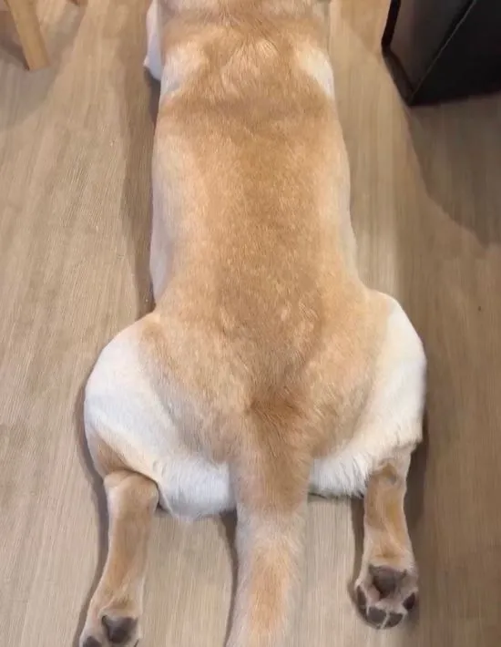 尻尾をだらんとしている様子