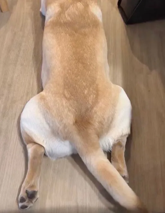 尻尾が右に揺れる様子