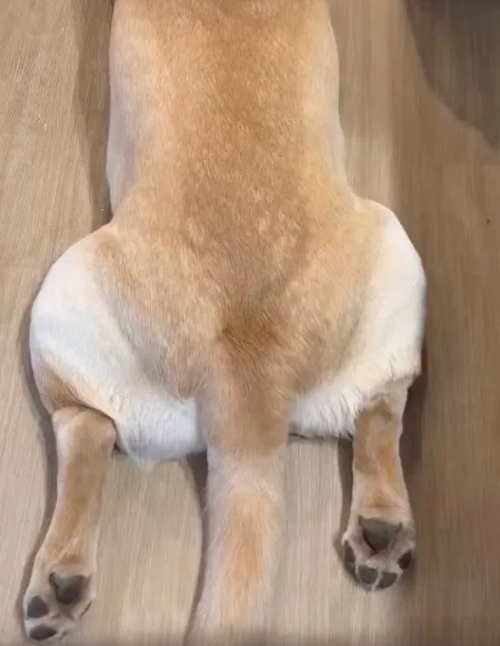 尻尾が元に戻った様子