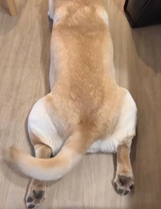 左に大きく尻尾を振る様子