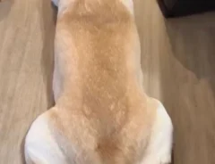 背を向ける犬に褒め言葉を連呼すると？　正直すぎる動きに「反応しちゃってる」「癒された」