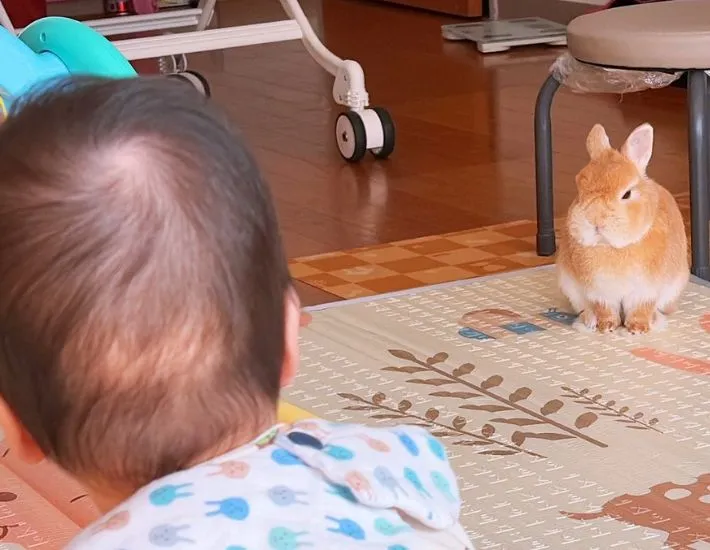 赤ちゃんを見つめるウサギ
