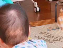 「大事なことだからな」　赤ちゃんに『序列』を教えるウサギの表情が、こちら