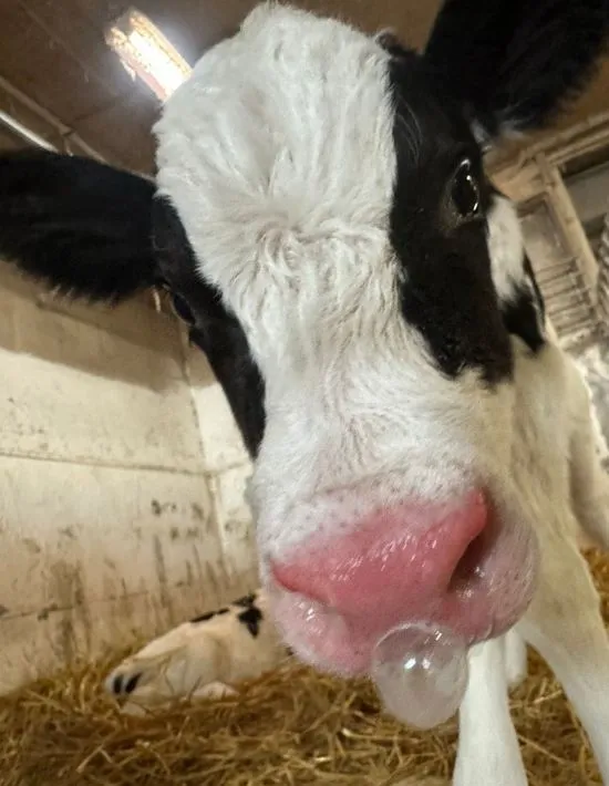 鼻ちょうちんをつけた牛