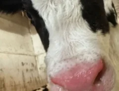 牧場で撮れた牛の1枚　鼻部分の違和感に「絵に描いたような…」「このままでいて」