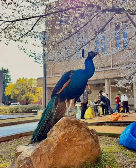 石の上に鎮座するクジャク