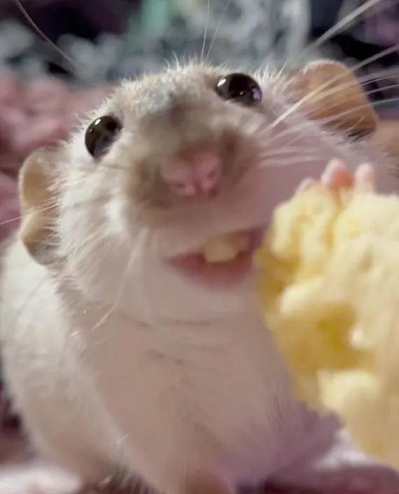 飼い主さんを見つめるラット