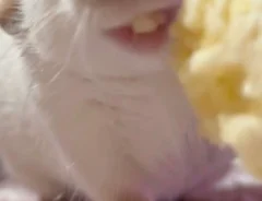 「これこれぇ！」　手渡しでエサをもらったラットの表情に、クスッ