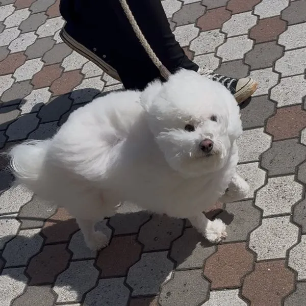 被毛がなびいている様子