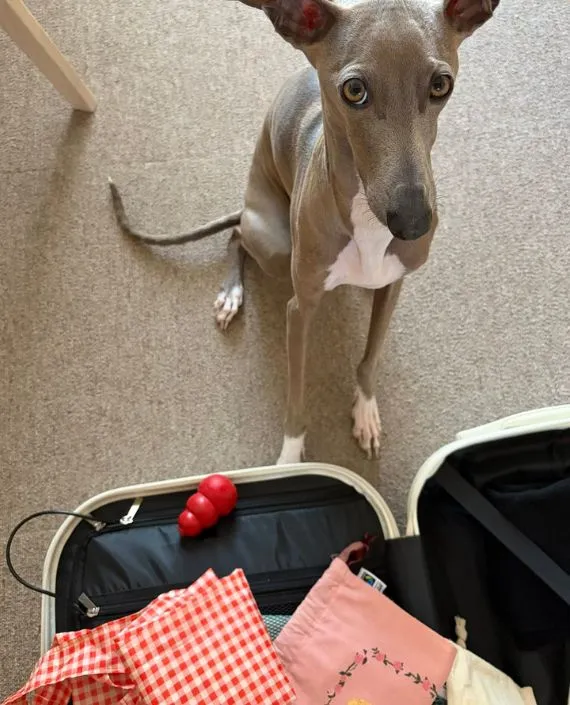 オモチャを持ってきた犬