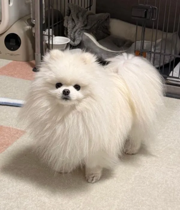 雨の日のおもちちゃんの様子