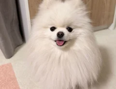 膨らみ方で湿度を教えてくれるポメ　雨の日の姿が、こちら