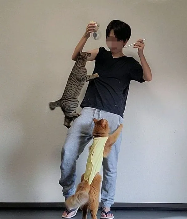 飼い主さんに飛びつく猫