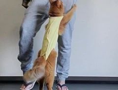 飼い主のプリンへ飛ぶ猫2匹　胸元への大跳躍に「SASUKEか」「いっそ飲むしかない」