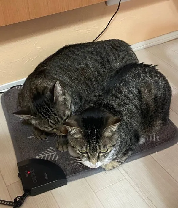 カーペットの上で丸くなる猫