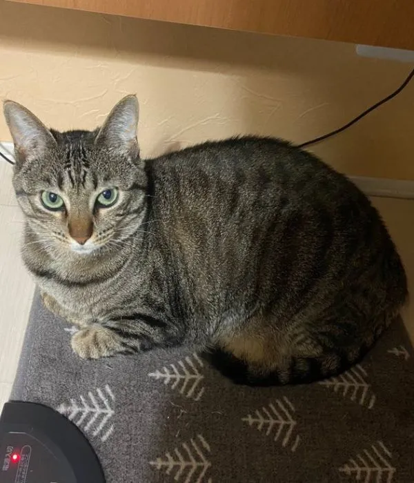 飼い主さんを見つめる猫