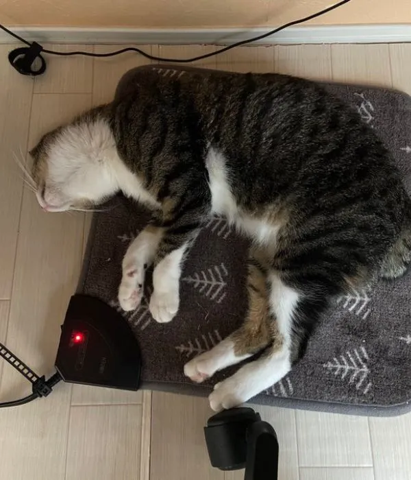 カーペットの上でくつろぐ猫