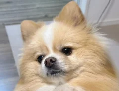 「この左脚が目に入らぬか」　おやつの『ねだり方』に癖がある、マッチョなポメラニアン