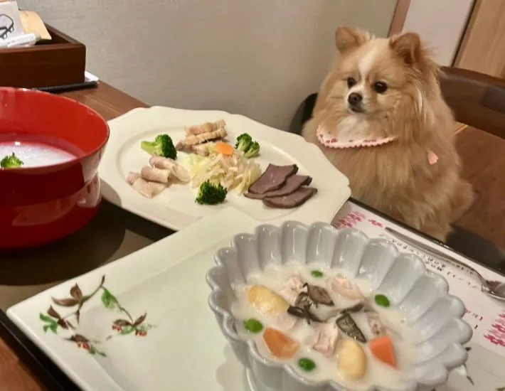 皿を前にした固まるポメラニアン