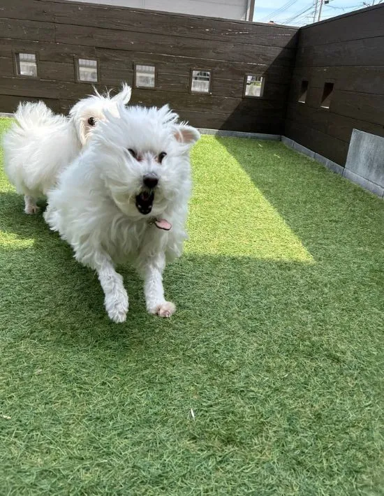 強風で顔が変わる犬