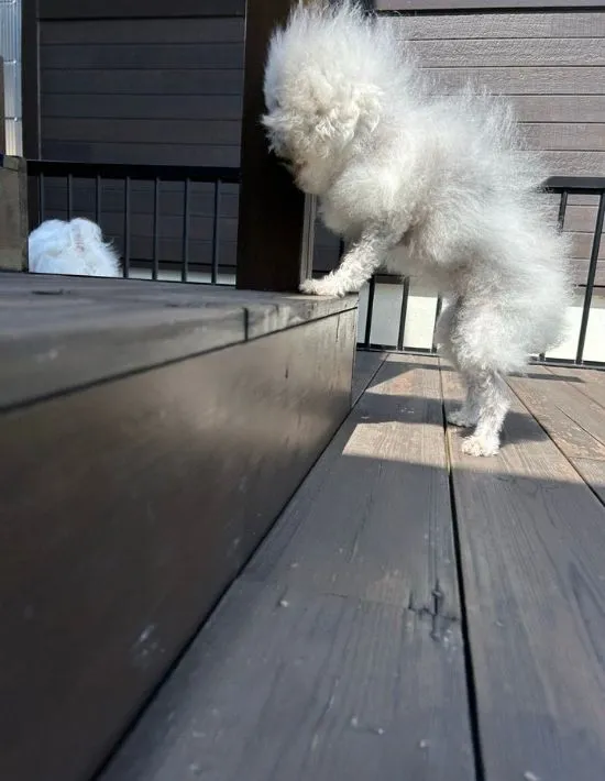 毛が逆立っている犬