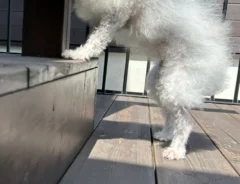 庭の階段に立つ15歳の犬　全身から放たれる覇気に「ものすごい気迫」「とにかく強そう」