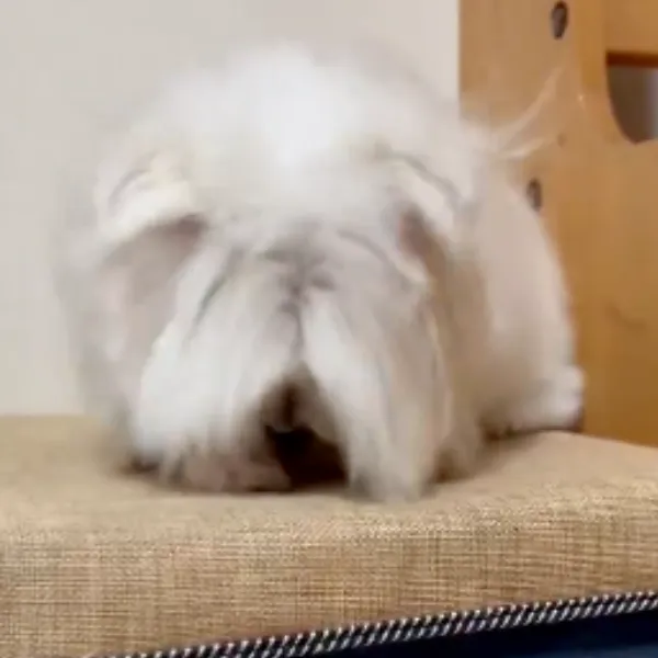 ビートを刻む犬