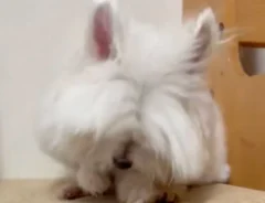 リズム感がよすぎるマルチーズ　激しいヘドバンに「犬に見えない」「紅が聞こえてくる」